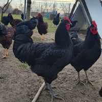 Jersey Gigante e Rhode Island (solo dei galli )