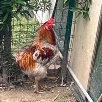 Gallo di razza da scambiare