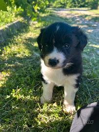 Cucciolo di border collie