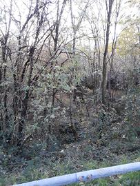 Boschetto legna in piedi