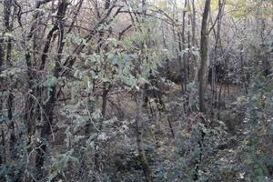 Boschetto legna in piedi