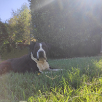 Adozione Amstaff Adulto maschio Pedigree Enci