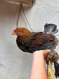 Galline