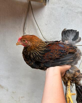 Galline