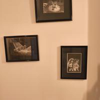 Tre foto gatti incorniciate 