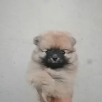 Cuccioli di Volpino Spitz tedesco o Pomerania