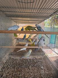 Pappagalli cocorite in molte mutazioni