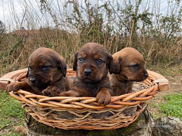 Cuccioli di Dachsbracke