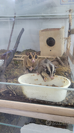 Coppia riproduttiva di petauri dello zucchero