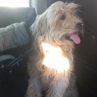 Adorabile cagnolino