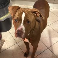 Pit bull maschio per accoppiamento