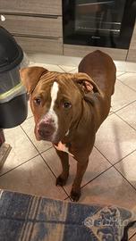 Pit bull maschio per accoppiamento