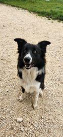 Border collie 11 mesi cucciolo