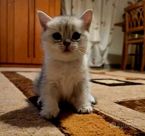 Splendidi cuccioli British Shorthair