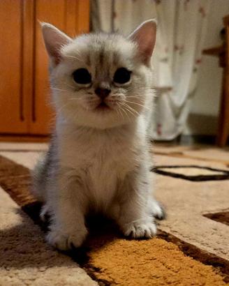 Splendidi cuccioli British Shorthair