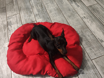 Pinscher pincer femmina di un anno