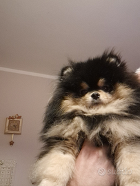 Spitz Nano Tedesco - per monta