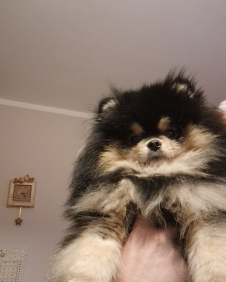 Spitz Nano Tedesco - per monta