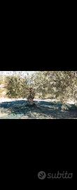 terreno agricolo  4 tumuli e mezzo