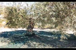 terreno agricolo  4 tumuli e mezzo