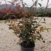 Photinia da siepe