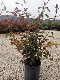 Photinia da siepe