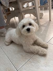 Maltese maschio
