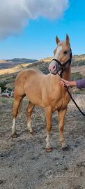 Paint palomino