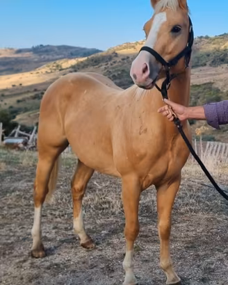 Paint palomino