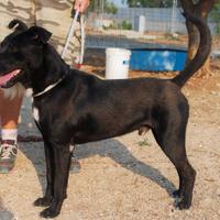 Unno, bravo cane aspetta una famiglia sua