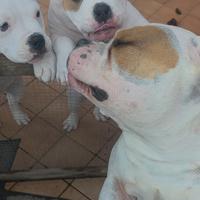 American bully