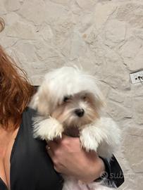 Maltese Corea 9 mesi pedigree enci