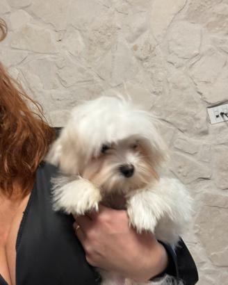 Maltese Corea 9 mesi pedigree enci