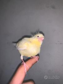 Cantino giallo e bianco allevato a mano