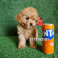 Splendidi cuccioli di Barboncino Mini Toy