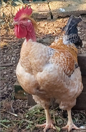 Gallo da riproduzione