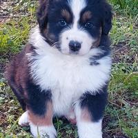 Cucciolo di Pastore Australiano