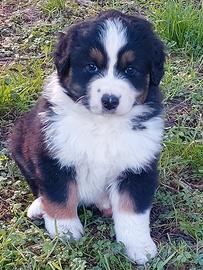 Cucciolo di Pastore Australiano