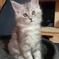 Cuccioli Maine Coon Silver