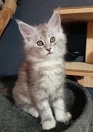 Cuccioli Maine Coon Silver