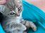 Immagine 6