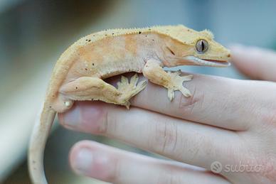 Geco ciliatus