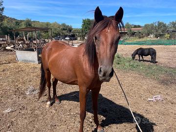 Cavallo