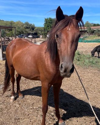 Cavallo