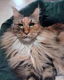 Maine coon