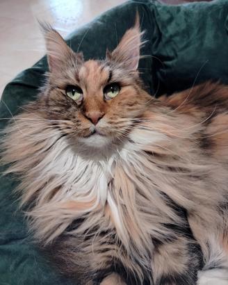 Maine coon
