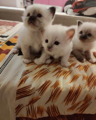 Cuccioli Sacro di Birmania