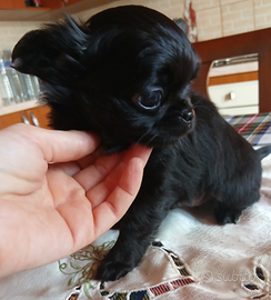 Chihuahua maschio pelo lungo