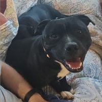 Cucciolo di staffordshire bull terrier