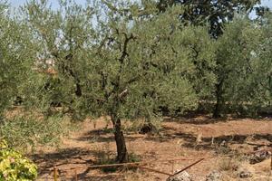 Terreno agricolo su ciclovia a 5 km dalla città